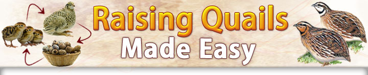 Raising Quails Made Easy - How To Raise Quails the Easy Way